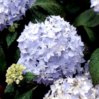 Hortensia 'Magical' - Blå 23 cm. potte