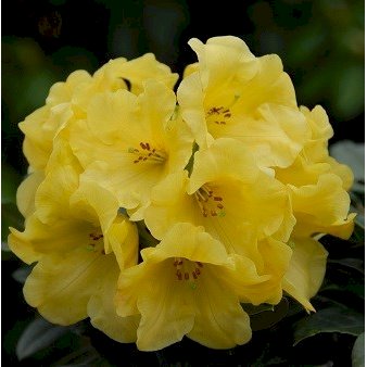'Golden Everest' Potte 5,0 liter,- 30-40 cm.