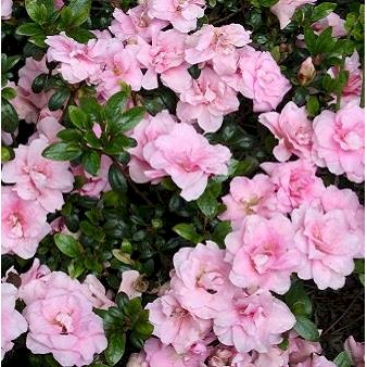 Azalea 'Gibraltar' Potte 5,0 liter,- 40-50 cm.