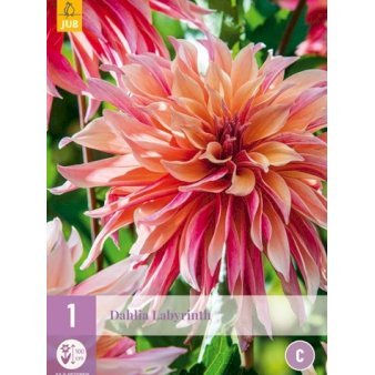 Dahlia ‘Labyrinth’