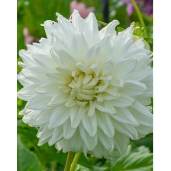 Dahlia ‘Bull’s Pride’ Blomsterløg pakke