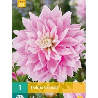 Dahlia ‘Evanah’ Blomsterløg, Antal pr. pakke, Ca. 1 stk