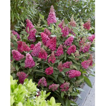 Sommerfuglebusk Butterfly Candy 'Little Ruby' Potte 1,3 Liter