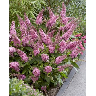 Sommerfuglebusk Butterfly Candy 'Little Pink' Potte 1,3 Liter