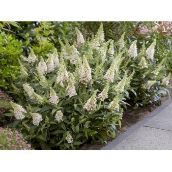 Sommerfuglebusk Butterfly Candy 'Little White' Potte 4,5 liter