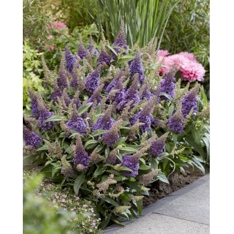 Sommerfuglebusk Butterfly Candy 'Little Lilac' 2 Liter potte