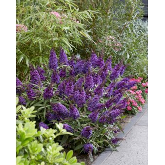 Sommerfuglebusk Butterfly Candy 'Little Purple' Potte 2,0 liter,- 25-30 cm.