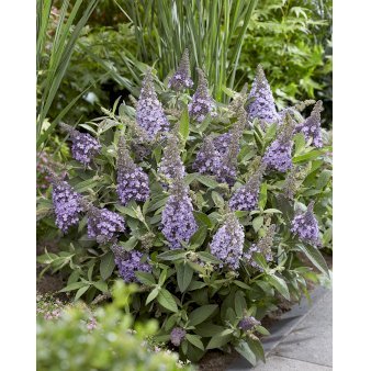 Sommerfuglebusk Butterfly Candy 'Lila Sweetheart' 2 Liter potte