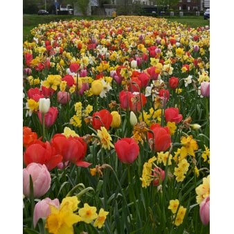 Blandingsmix (bynavn) 'Brussel' Blomsterløg, Antal pr. pakke 130 stk.