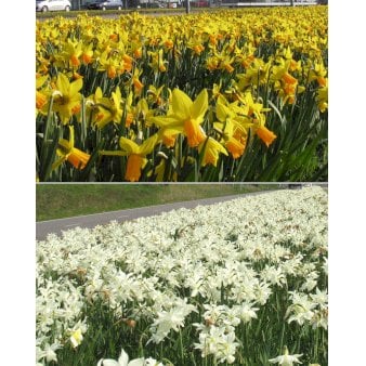 Blandingsmix (bynavn) 'Ede' Blomsterløg, Antal pr. pakke 120 stk.