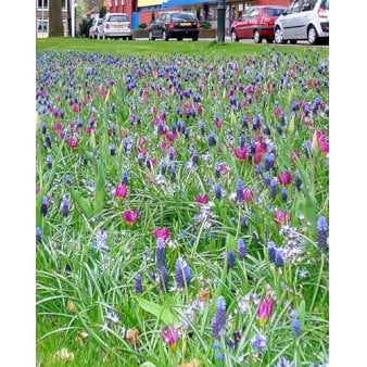 Blandingsmix (bynavn) 'Eikenhorst' Blomsterløg, Antal pr. pakke 300 stk.