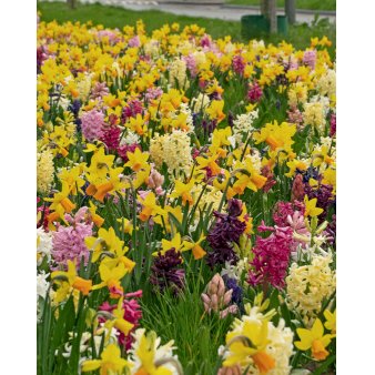 Blandingsmix (bynavn) 'Emmen' Blomsterløg, Antal pr. pakke 100 stk.