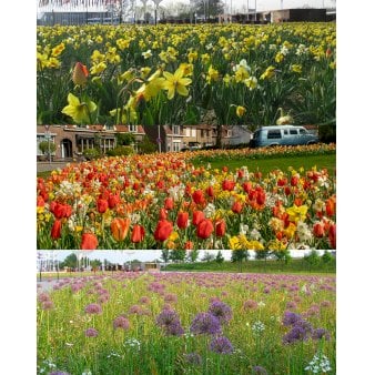 Blandingsmix (bynavn) 'Floriade' Blomsterløg, Antal pr. pakke 120 stk.