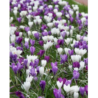 Blandingsmix (bynavn) 'Haarlem' Blomsterløg, Antal pr. pakke 200 stk.