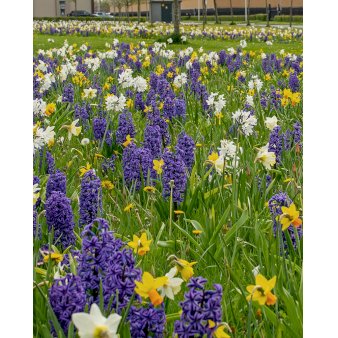 Blandingsmix (bynavn) 'Helsinki' Blomsterløg, Antal pr. pakke, 125 stk.