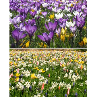 Blandingsmix (bynavn) 'Houten' Blomsterløg, Antal pr. pakke 300 stk.