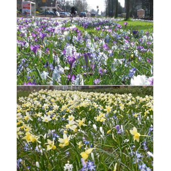 Blandingsmix (bynavn) 'Leiden' Blomsterløg, Antal pr. pakke 300 stk.