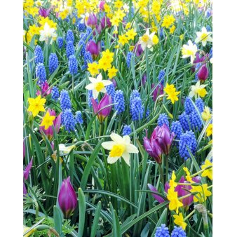 Blandingsmix (bynavn) 'Lelystad' Blomsterløg, Antal pr. pakke 330 stk.