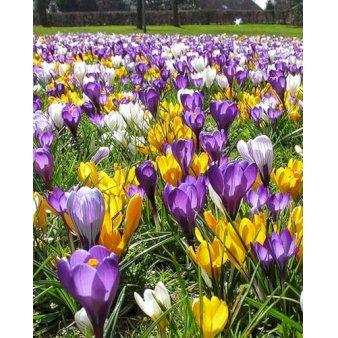 Blandingsmix (bynavn) 'Maastricht' Blomsterløg, Antal pr. pakke 250 stk.