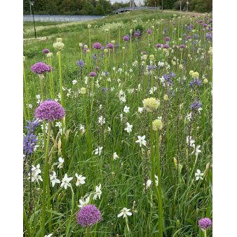 Blandingsmix (bynavn) 'Manchester' Blomsterløg, Antal pr. pakke, 80 stk.