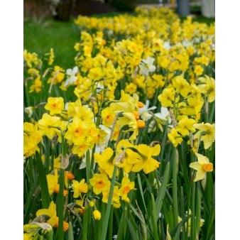 Blandingsmix (bynavn) 'Middelburg' Blomsterløg, Antal pr. pakke 100 stk.