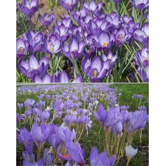 Blandingsmix (bynavn) 'Nijmegen' Blomsterløg, Antal pr. pakke 300 stk.