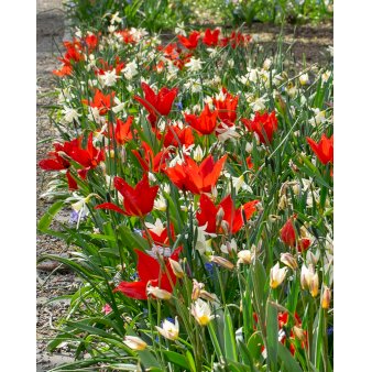 Blandingsmix (bynavn) 'Oegstgeest' Blomsterløg, Antal pr. pakke 385 stk.
