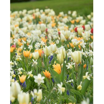 Blandingsmix (bynavn) 'Oslo' Blomsterløg, Antal pr. pakke 265 stk.