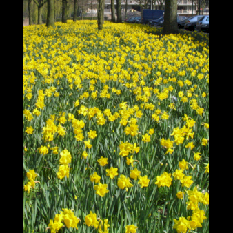 Blandingsmix (bynavn) 'Rotterdam' Blomsterløg, Antal pr. pakke 100 stk.