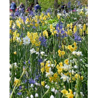 Blandingsmix (bynavn) 'Sneek' Blomsterløg, Antal pr. pakke 100 stk.