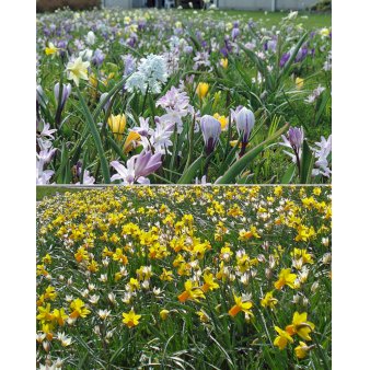 Blandingsmix (bynavn) 'Tynaarlo' Blomsterløg, Antal pr. pakke 300 stk.