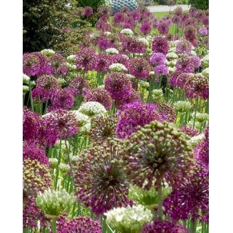 Blandingsmix (bynavn) 'Venlo' Blomsterløg, Antal pr. pakke, 60 stk.