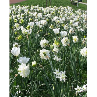Blandingsmix (bynavn) 'Zwolle' Blomsterløg, Antal pr. pakke 220 stk.