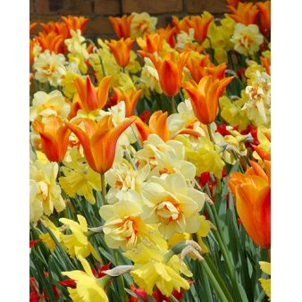 Tulipan (kombinationspakke) 'Fireworks' Blomsterløg, Antal pr. pakke 100 stk.