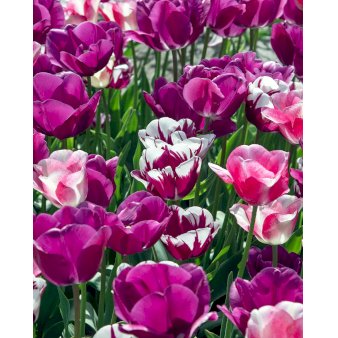 Tulipan (kombinationspakke) 'Harmony of Purples' Blomsterløg, Antal pr. pakke 100 stk.