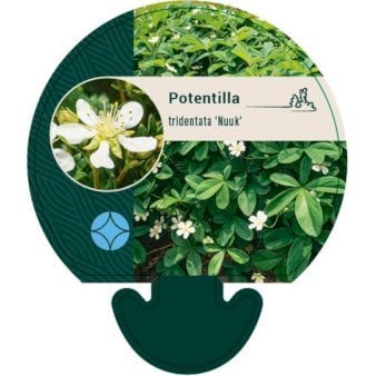 Potentilla 'Nuuk'