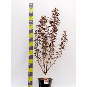Rødbladet Japansk Kirsebær 'Royal Burgundy' Potte 20 liter,- 150-175 cm