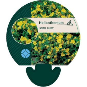 Soløje 'Golden Queen'