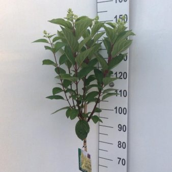 Syrén-Hortensia 'Limelight' Opstammet 50 cm. 7,5 liter potte