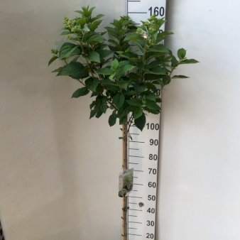 Syrén-Hortensia 'Limelight' Opstammet 120 cm. 7,5 liter potte