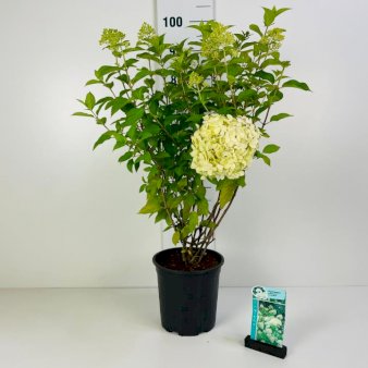 Syrén-Hortensia 'Limelight' Potte 6,5 liter 60-80 cm.
