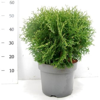 Thuja 'Tiny Tim' Potte 7,5 liter 40-60 cm.