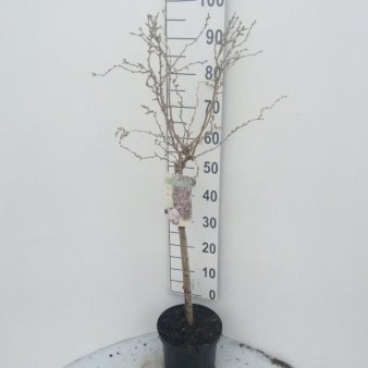 Fuji-kirsebær 'Kojou-no-mai' Opstammet 60 cm. 5 liter potte