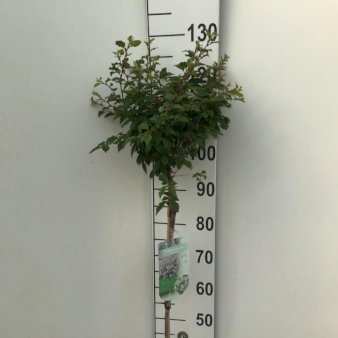 Fuji-kirsebær 'Kojou-no-mai' Opstammet 90 cm. 7,5 liter potte