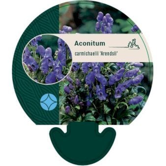 Stormhat 'Arendsii'