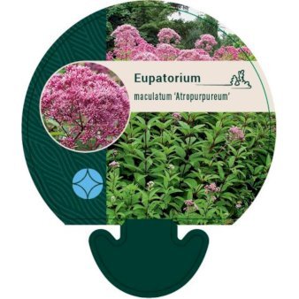 Hjortetrøst 'Atropurpureum'