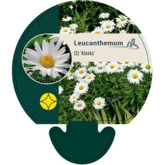 Kæmpemarguerit 'Alaska'