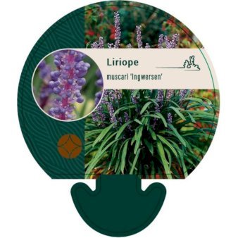 Liriope 'Ingwersen'