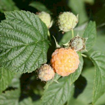 Efterårs Hindbær 'Fallgold' Potte 3,0 liter,- Opbundet