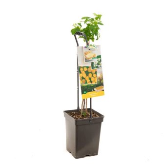 Efterårs Hindbær 'Fallgold' Potte 4,0 liter,- 60-80 cm.